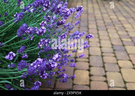 Lavendelsträucher im Landschaftsdesign. Lavendel im Garten. Der duftende Lavendel der französischen Provence wächst im Innenhof des Hauses Stockfoto