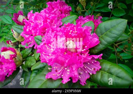 Fokussiertes gestapeltes Bild neu geöffneter Rhododendronblüten in der Mitte des Frühjahrs 2006 Stockfoto