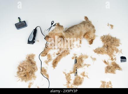 Blick von oben auf einen kleinen goldenen Terrier, der auf einem Hundefriseurtisch liegt, umgeben von Haaren und Pflegewerkzeugen wie Schere, Bürste und Rasierer Stockfoto