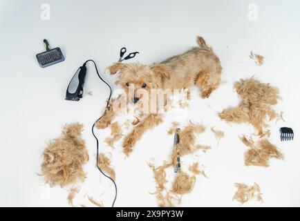 Blick von oben auf einen kleinen goldenen Terrier, der auf einem Hundefriseurtisch liegt, umgeben von Haaren und Pflegewerkzeugen wie Schere, Bürste und Rasierer. Der Hundelook Stockfoto