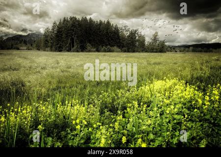 FOTOKUNST: Loisacher Moorlandszene bei Bichl, Oberbayern Stockfoto