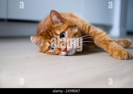 Süße Ingwerkatze, die nah auf dem Boden liegt Stockfoto
