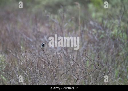 Weißer Bachtail, Motacilla alba, sitzt und sucht nach Essen Stockfoto