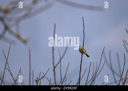 Gemeiner Chiffchaff, Phylloscopus collybita, der auf einem Ast sitzt Stockfoto