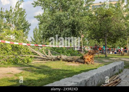 Unwetter in Berlin: Baum stürzt auf Menschenmenge im Mauerpark, am Sonntagnachmittag, dem 2. Juni 2024, stürzte im Berliner Mauerpark ein Baum auf eine Gruppe Menschen. Nach Angaben der Feuerwehr wurden drei Menschen verletzt und müssen ins Krankenhaus gebracht werden. Berlin Berlin Deutschland *** Sturm in Berlin Baum fällt auf Menschenmenge im Mauerpark, am Sonntagnachmittag, 2. Juni 2024, fiel im Berliner Mauerpark ein Baum auf eine Gruppe von Menschen nach Angaben der Feuerwehr wurden drei Personen verletzt und mussten ins Krankenhaus Berlin gebracht werden Stockfoto