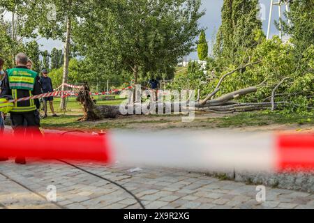 Unwetter in Berlin: Baum stürzt auf Menschenmenge im Mauerpark, am Sonntagnachmittag, dem 2. Juni 2024, stürzte im Berliner Mauerpark ein Baum auf eine Gruppe Menschen. Nach Angaben der Feuerwehr wurden drei Menschen verletzt und müssen ins Krankenhaus gebracht werden. Berlin Berlin Deutschland *** Sturm in Berlin Baum fällt auf Menschenmenge im Mauerpark, am Sonntagnachmittag, 2. Juni 2024, fiel im Berliner Mauerpark ein Baum auf eine Gruppe von Menschen nach Angaben der Feuerwehr wurden drei Personen verletzt und mussten ins Krankenhaus Berlin gebracht werden Stockfoto