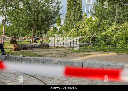 Unwetter in Berlin: Baum stürzt auf Menschenmenge im Mauerpark, am Sonntagnachmittag, dem 2. Juni 2024, stürzte im Berliner Mauerpark ein Baum auf eine Gruppe Menschen. Nach Angaben der Feuerwehr wurden drei Menschen verletzt und müssen ins Krankenhaus gebracht werden. Berlin Berlin Deutschland *** Sturm in Berlin Baum fällt auf Menschenmenge im Mauerpark, am Sonntagnachmittag, 2. Juni 2024, fiel im Berliner Mauerpark ein Baum auf eine Gruppe von Menschen nach Angaben der Feuerwehr wurden drei Personen verletzt und mussten ins Krankenhaus Berlin gebracht werden Stockfoto