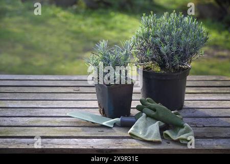 Lavendelpflanzen (Lavandula angustifolia) auf einem rustikalen Holztisch mit Schaufel und Handschuhen, Zierkraut bereit zum Pflanzen im Garten, Cop Stockfoto