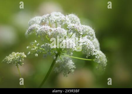 Grundalter (Aegopodium podagraria), weiße Blütenwolken mit rosa violetten Pollen, mehrjährige Pflanze aus der Familie der Umbellifer, essbar und schön aber Stockfoto