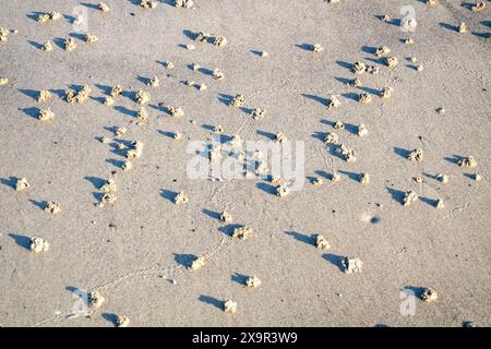 Blasen Sie Lugworm Poo an der Westküste Irlands - Arenicola Marina. Stockfoto