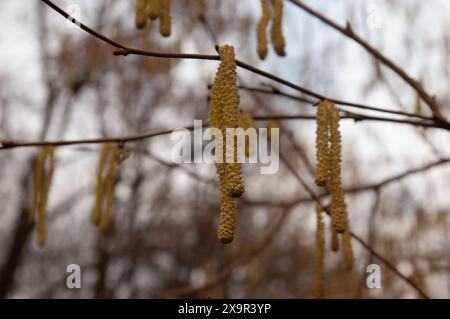 Frühling Hintergrund: Nuss-Ohrringe auf einem Zweig, Hintergrund verschwommen Stockfoto