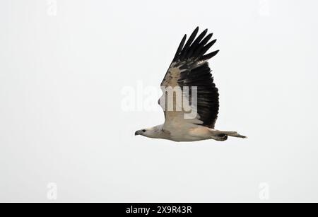 Weißbauchseeadler im Flug. Dieses Foto wurde aus dem sundarbans-Nationalpark in Bangladesch gemacht. Stockfoto