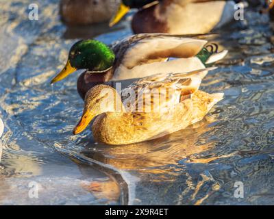 Entenherde, die auf dem eisgefrorenen Teich des Stadtparks spielen und schwimmen. Vögel in Wintermöwen, Enten schwimmen in einem teilweise gefrorenen See Stockfoto