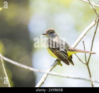 Großkammfänger auf einem Zweig in einem Wald im Frühling in Ontario Stockfoto