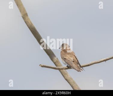 Nördliche raue Schwalbe auf einem Ast Stockfoto