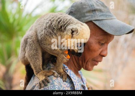 Madagaskar. 19. oktober 2023. Eine Herde brauner Lemuren nimmt Nahrung aus der Hand eines Mannes in Madagaskar. Zähme Lemuren sitzen auf der Schulter des Parkrangers Stockfoto