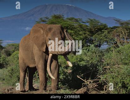 afrikanischer Bullenelefant mit riesigen Stoßzähnen und erhöhtem Stamm in der wilden Savanne des Kimana-Heiligtums in kenia, mit dem kilimandscharo im Hintergrund Stockfoto