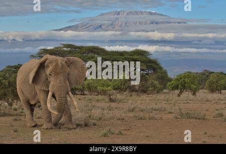 Vorderprofil von pascal, dem riesigen männlichen afrikanischen Elefanten und Tusker, der in der wilden Savanne des Kimana-Heiligtums in kenia mit dem Berg kilimandscharo warnt Stockfoto