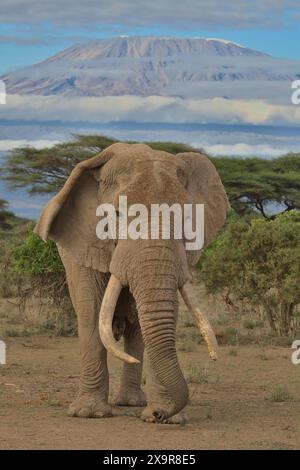 Vorderprofil von pascal, dem riesigen männlichen afrikanischen Elefanten, der wachsam mit dem kilimandscharo im Hintergrund in den wilden Ebenen des Kimana-Heiligtums steht Stockfoto