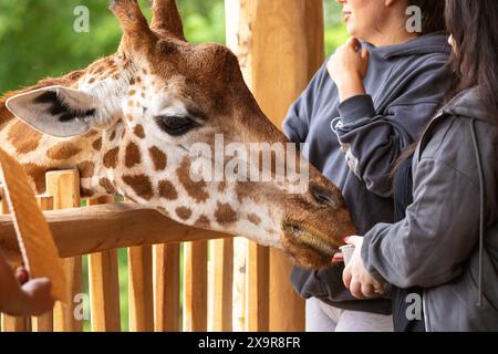 Berlin, Deutschland. 30. 06. 2023. Junge, unerkennbare Frauen füttern Giraffen im Zoo Stockfoto