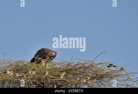 Ein Scherbengeier hockte hoch auf einem Akazienbaum und suchte im wilden serengeti-Nationalpark in tansania nach Beute Stockfoto