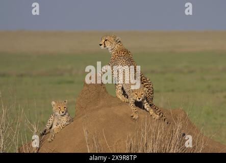 Mutter Gepard, die wachsam auf der Suche nach Beute ist, während ihr süßes Jungtier sich auf einem Termitenhügel in den wilden Ebenen des serengeti-Nationalparks in tansania erstreckt Stockfoto