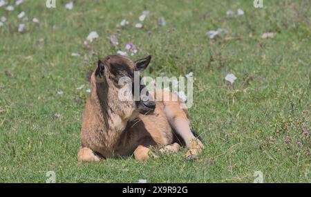 Bezauberndes blaues Gnus-Kalb, das im Gras im wilden Ngorngoro-Krater tansania sitzt Stockfoto