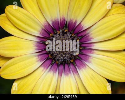 Nahaufnahme einer bunten gelben und violetten afrikanischen Gänseblümchenblume (Osteospermum) Stockfoto