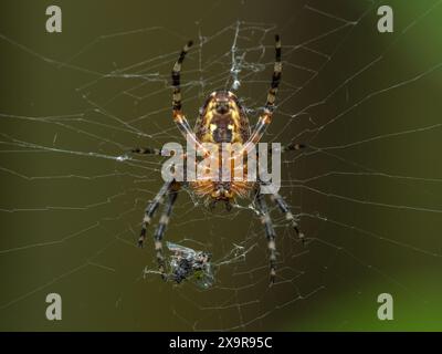 Die Unterseite einer hübschen unteradulten Kreuzweberspinne (Araneus diadematus), die in ihrem Netz lauert Stockfoto