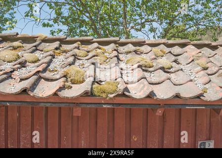 Das Nordfjord Museum of Cultural History verfügt über eine Reihe erhaltener Holzgrundstücke aus einer anderen Zeit, von denen viele mit Grasdächern ausgestattet sind. Stockfoto