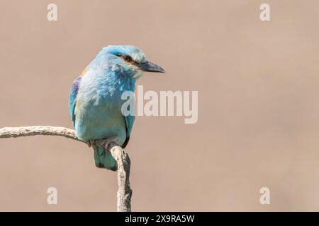 European Roller, Coracias garrulus, alleinerwachsener Erwachsener auf Zweig, Hortobagy, Ungarn, 30. April 2024 Stockfoto