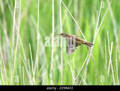 Eurasian Reed Warbler (Acrocephalus scirpaceus) im Flug von Take-off, Marsworth Reservoir, Chilterns AONB, Tring, Hertfordshire Stockfoto