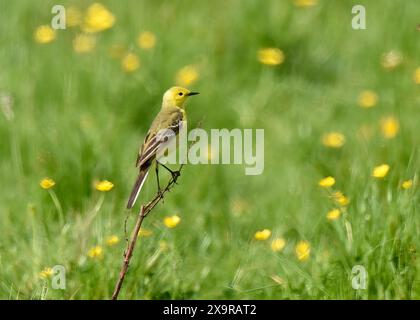 Gelber Wagtail (Motacilla flava) zwischen Butterblumen, Elmley Nature Reserve, Isle of Sheppey, Kent Stockfoto