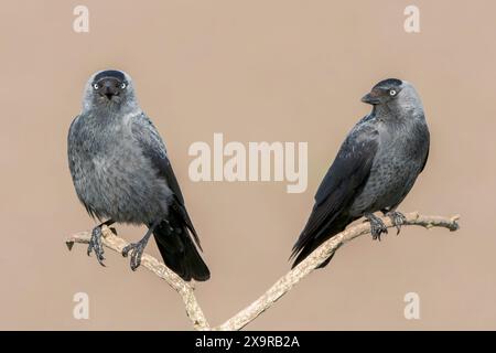 Westjakdaw, Corvus monedula, zwei Vögel auf einem Zweig, Hortobagy, Ungarn Stockfoto