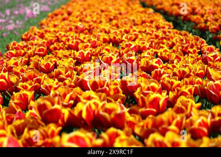 Wunderschöne Tulpenfelder in Egmond aan den Hoef. Niederlande. Stockfoto