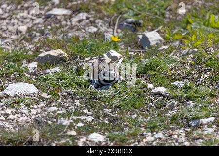 Der Killer (Charadrius vociferus) verteidigt das Nest gegen einen Eindringling. Der Killdeer ist ein großer Plover, der in Amerika gefunden wird. Stockfoto