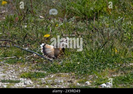 Der Killer (Charadrius vociferus) verteidigt das Nest gegen einen Eindringling. Der Killdeer ist ein großer Plover, der in Amerika gefunden wird. Stockfoto