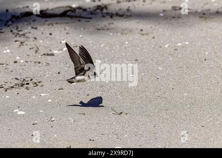 Der Sand martin (Riparia riparia) im Flug. Vogel auch bekannt als Uferschwalbe (in Amerika), Kragen-Sand-martin oder gewöhnlicher Sand-martin Stockfoto