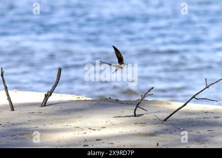 Der Sand martin (Riparia riparia) im Flug. Vogel auch bekannt als Uferschwalbe (in Amerika), Kragen-Sand-martin oder gewöhnlicher Sand-martin Stockfoto