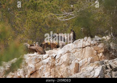 Gyps fulvus, eine Gruppe von Gänsegeiern, die auf Klippenfelsen thront, mit Flügeln, die ihre Körpertemperatur regulieren, Alcoy, Spanien Stockfoto