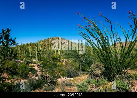 Viele Kaktusarten sind im Saguaro-Nationalpark zu finden Stockfoto