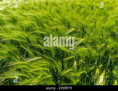 Reifung der Gerstenernte (Hordeum vulgare), die auf einem Bauernhof in Leicestershire, England, Vereinigtes Königreich angebaut wird Stockfoto