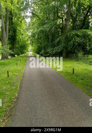 Lange, gerade, von der Sonne gesäumte einspurige Straße mit Lime-Bäumen im Herbst, Ticknall, Derbyshire, England, Großbritannien Stockfoto