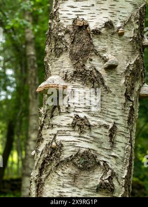 Hufpilz (Fomes fomentarius) wächst auf toten Silberbirken (Betula pendula) im Wald von Derbyshire im Juni, England, Vereinigtes Königreich Stockfoto