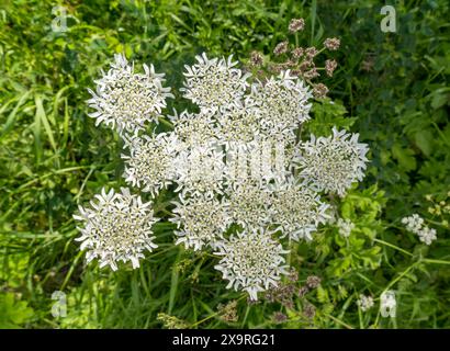 Weißer gemeiner Hogweed (Heracleum sphondylium) blüht in englischer Hecke im Juni, England, Vereinigtes Königreich Stockfoto