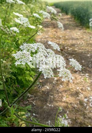 Weißer gemeiner Hogweed (Heracleum sphondylium) blüht in englischer Hecke im Juni, England, Vereinigtes Königreich Stockfoto