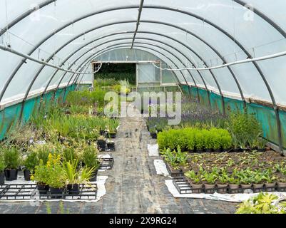 Innenansicht des Kunststoffgewächshauses mit Polytunnel, das Pflanzen in Töpfen in der Herb Nursery, Thistleton, Rutland, England, Großbritannien anbaut Stockfoto