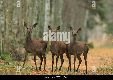 Rotwild (Cervus elaphus) weibliche Herde im Herbst mit Blick auf die Kamera, Bialowieza Wald, Polen, Europa Stockfoto