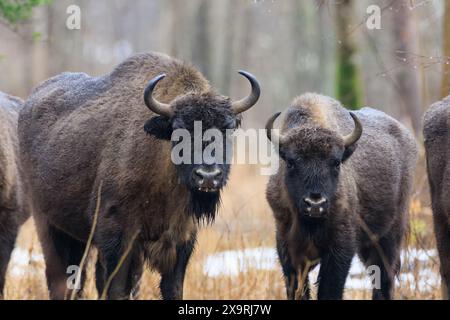 Zwei freie europäische Bison im winterlichen Wald mit Blick auf die Kamera, Bialowieza Wald, Polen, Europa Stockfoto