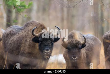 Zwei freie europäische Bison im winterlichen Wald mit Blick auf die Kamera, Bialowieza Wald, Polen, Europa Stockfoto